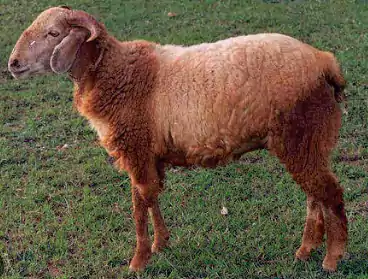 Jodipi Brown