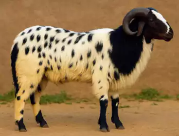 Macherla
