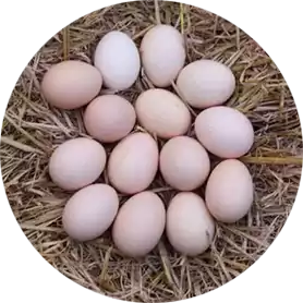 Desi Eggs - Fresh Mutton